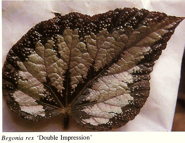 B. ‘Double Impression’